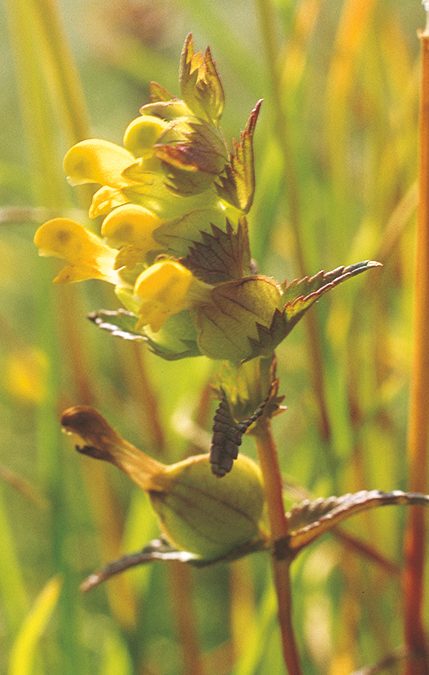The yellow rattle