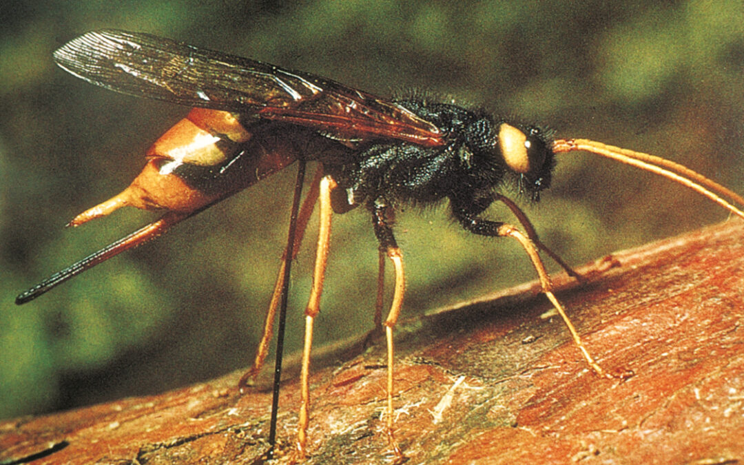 08dynehei-9
