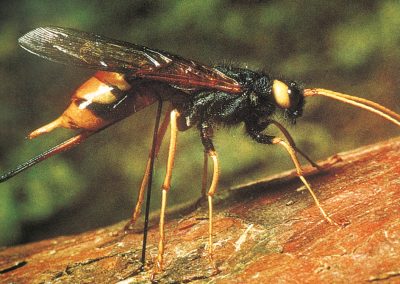 The giant wood wasp