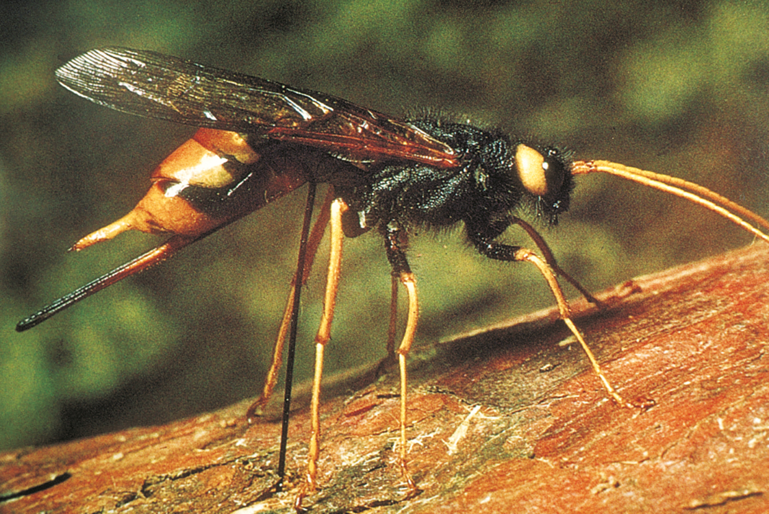 08dynehei-9