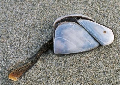 Goose barnacles
