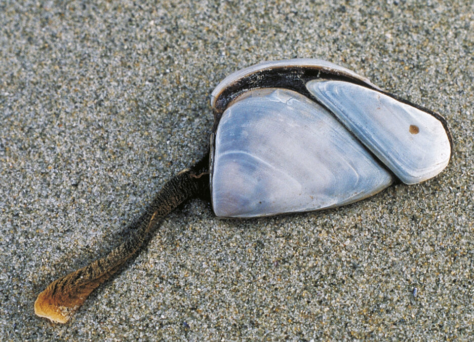 08strand-16