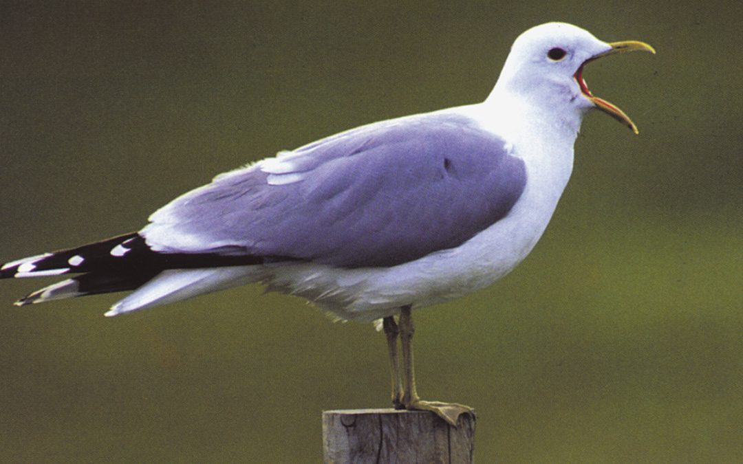 Fiskemåken