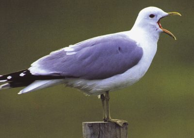 Fiskemåken