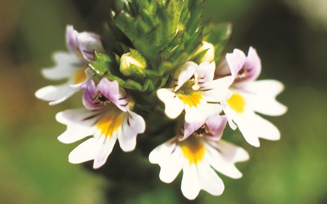 Eyebright