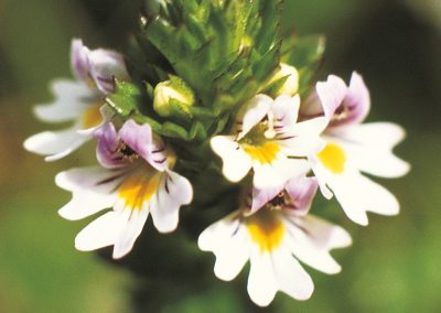 Eyebright