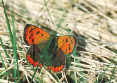 The small copper