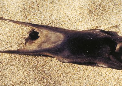 Egg cases of skates
