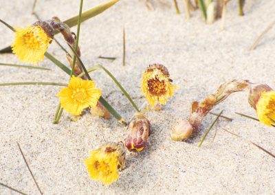Coltsfoot