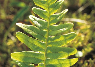 The common polypody fern