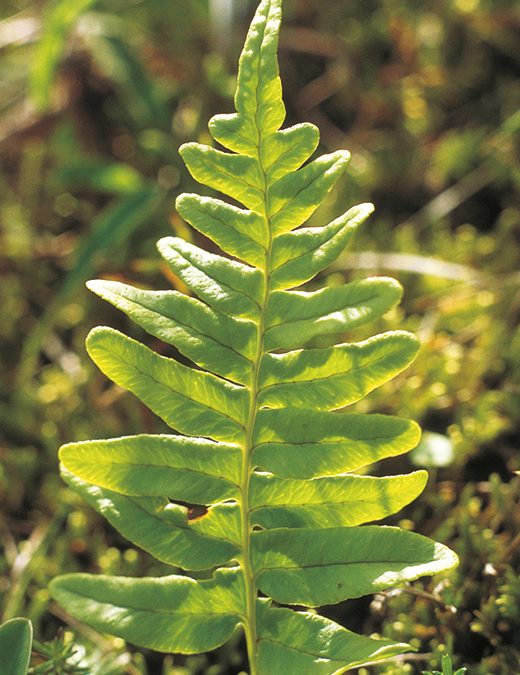 The common polypody fern