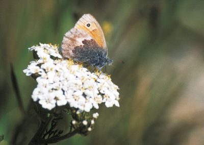 Pearly heath butterfly