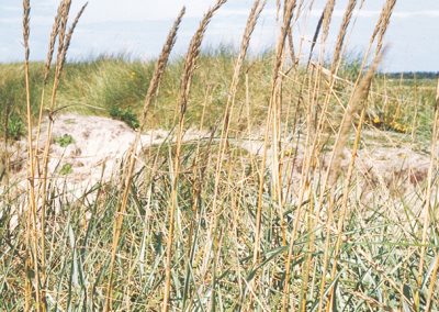 Blue rye grass