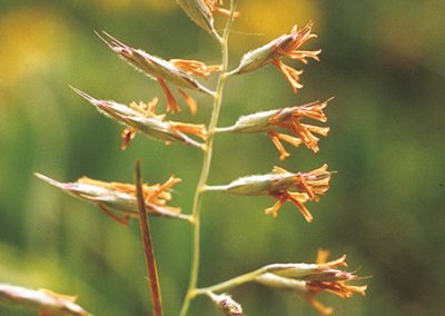 Red fescue