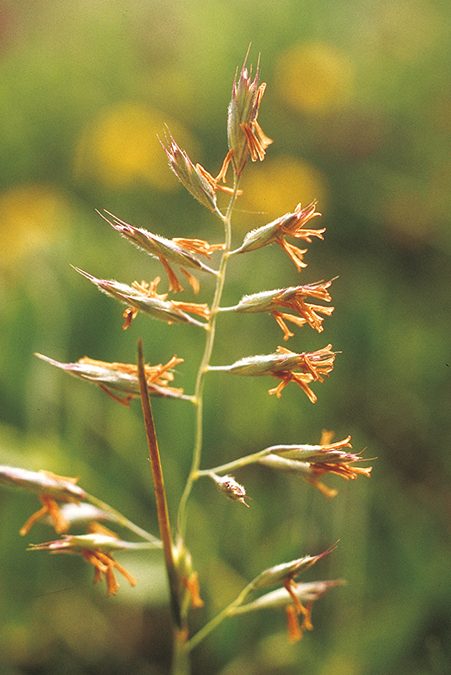 Red fescue