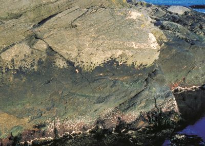 Black tar lichen