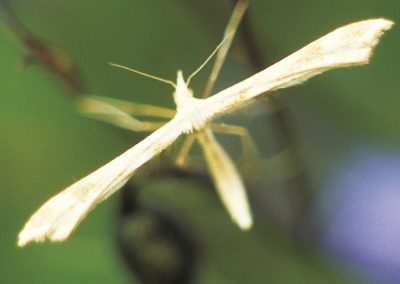 Feather-wing moths