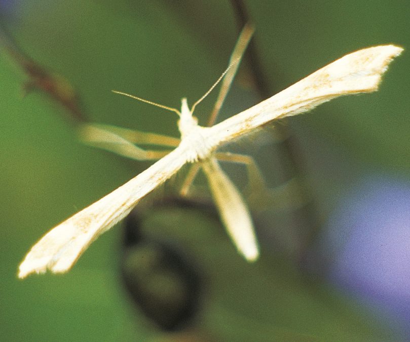 Feather-wing moths