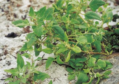 Saltbush