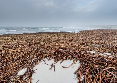 Kelp stalks