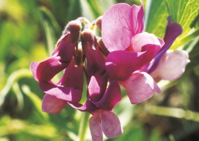 The sea pea