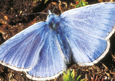Blue butterflies