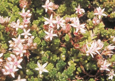English stonecrop