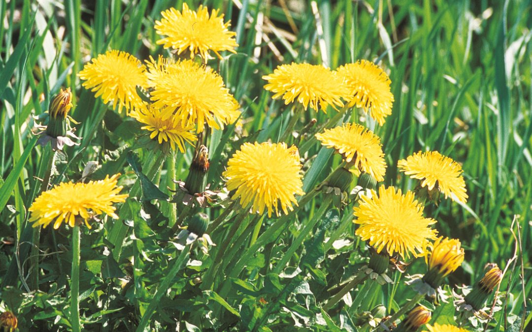 The dandelion
