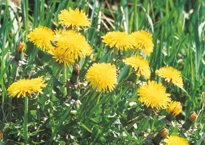 The dandelion