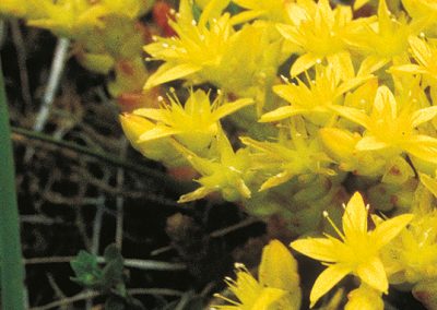 The mossy stonecrop