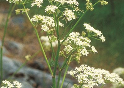 Cow parsley