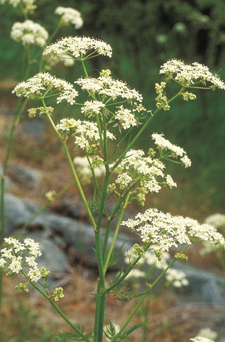 Cow parsley