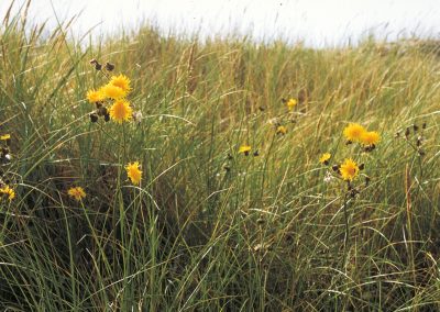 The field sowthistle