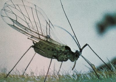 Aphids