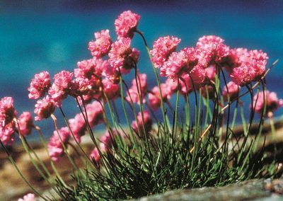 Sea pink