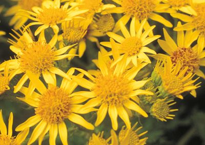 The ragwort
