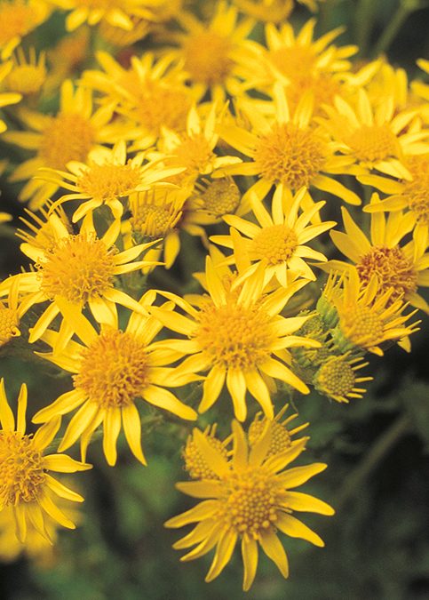 The ragwort