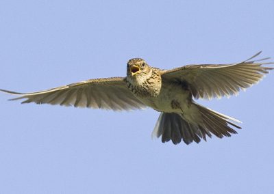 Skylark