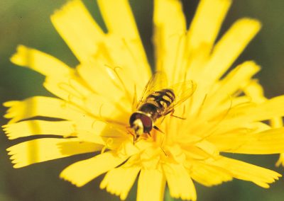 Hoverflies