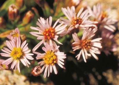 The sea aster