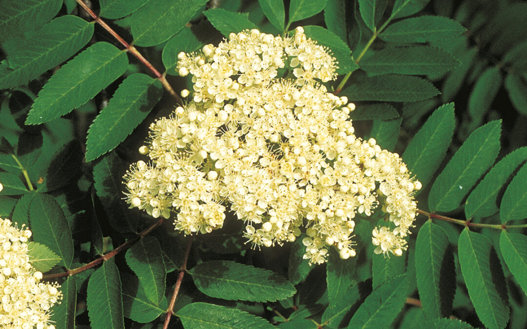 15dynehei-20