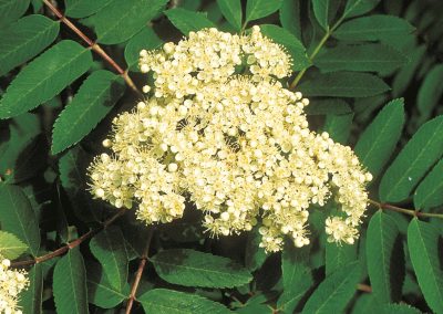 Mountain ash