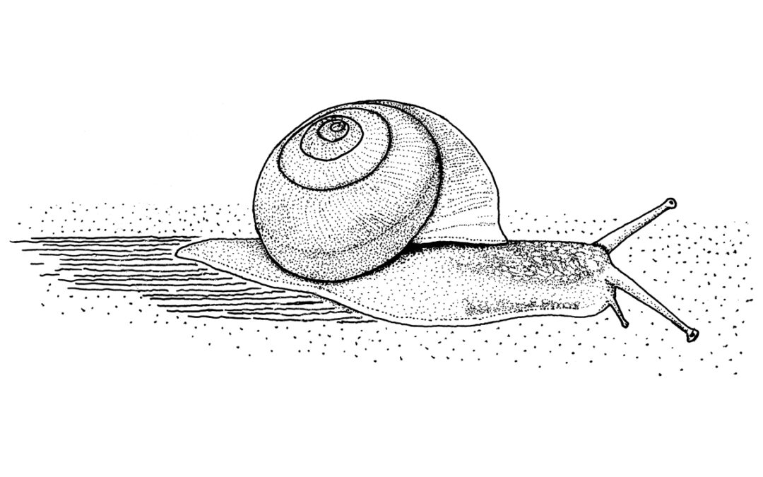 15krattsnegle