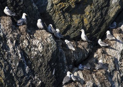 Seabirds