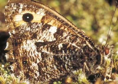 Camouflage
