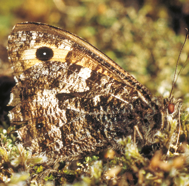 16bakdynene-15