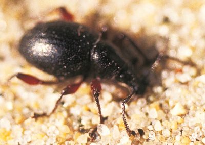 The sand dune weevil