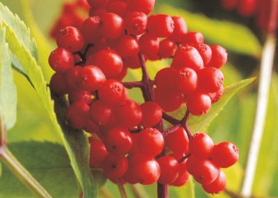 The red elder
