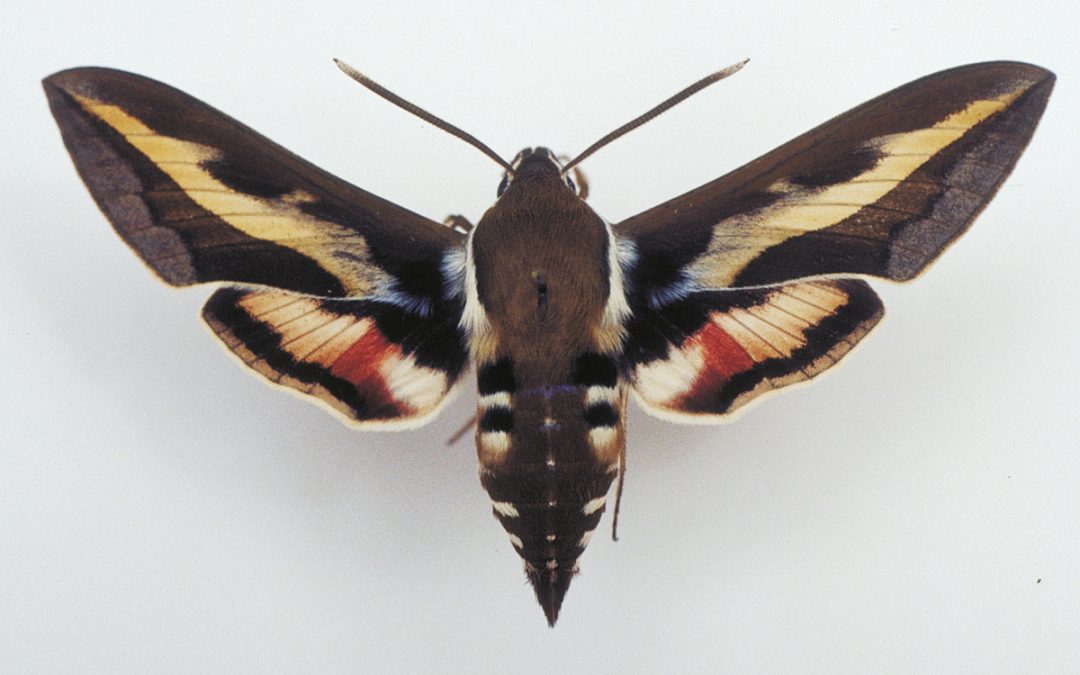 The bedstraw hawk moth