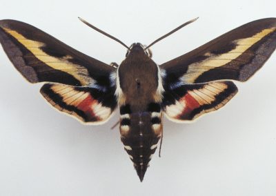 The bedstraw hawk moth